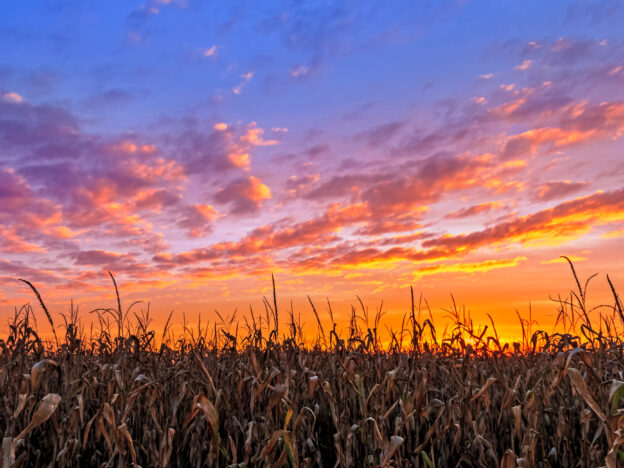 An Indiana cornfield is topped by a colorful autumn sunset sky.